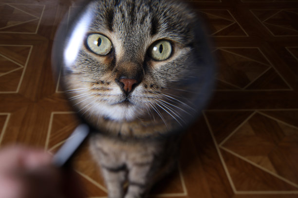 透过放大镜看到的猫的脸很有趣图片下载