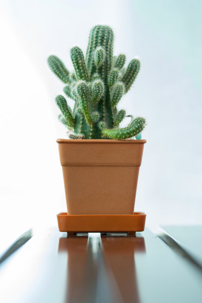 美丽的仙人掌和肉质植物在不同的花盆图片下载