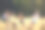 孩子们在阳光明媚的草地上玩拔河游戏图片下载