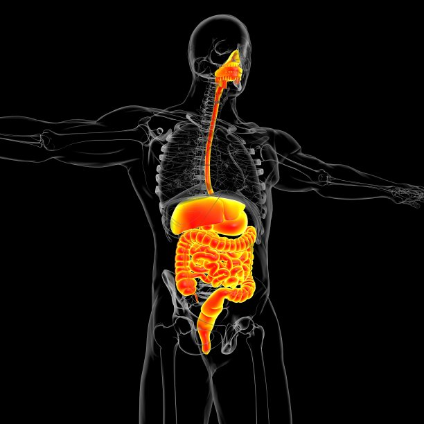 人体消化系统解剖医学概念3D图片下载