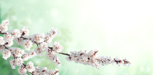 春日横旗上盛开樱花图片下载