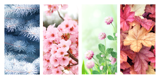 一年四季图片下载