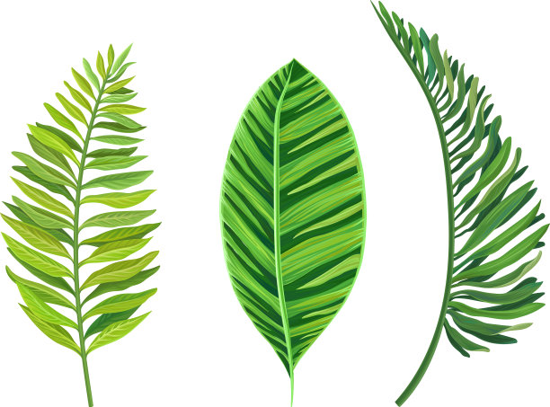 绿色热带叶子作为外来植物集图片下载