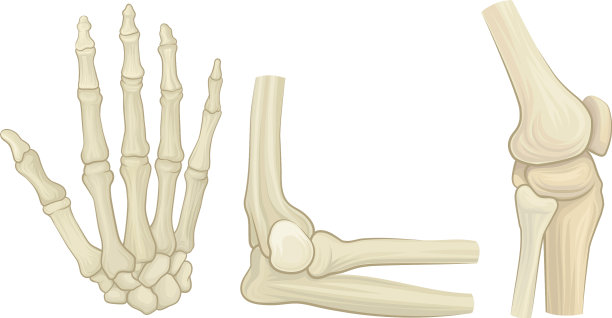 骨和关节是人体骨骼的组成部分图片下载