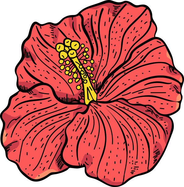 现实的木槿花孤立图片下载