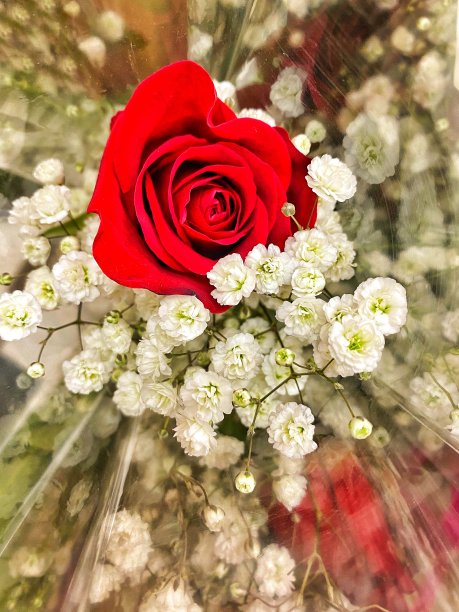 红玫瑰图片下载