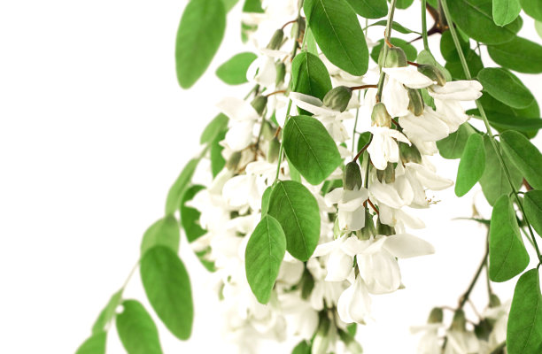 白色背景上盛开的白色相思树(刺槐)或紫藤。花园区域的装饰。花是芳香蜂蜜的花蜜来源。图片下载