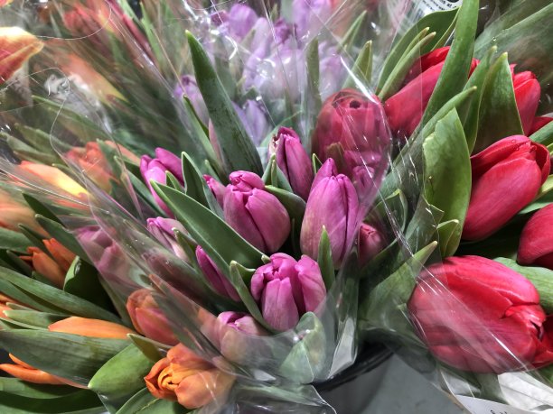 出售色彩鲜艳的郁金香花束图片下载