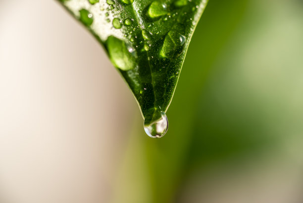 一颗透明的水滴挂在一片绿叶上。图片下载