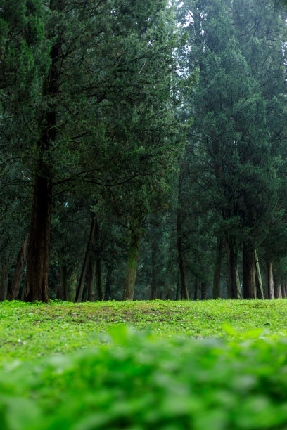 自然绿地雨后公园美术图片下载