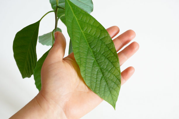 手里拿着牛油果植物的大而结实的叶子图片下载