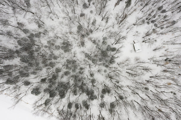 冬天森林的俯视图图片下载