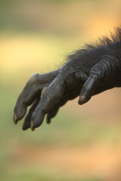 Chimpacé的手探出头来图片下载