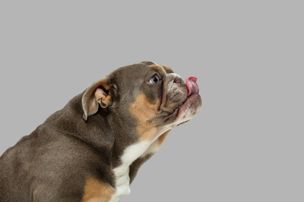 特写肖像的美国斗牛犬孤立的白色背景。图片下载