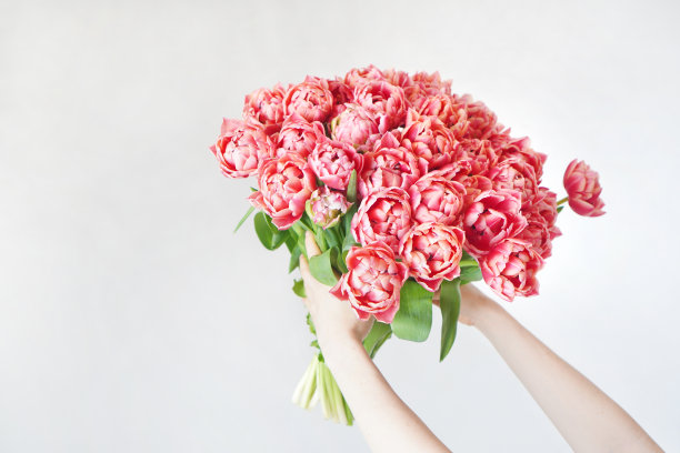 光天化日之下，女性手中捧着一束鲜花。手捧一束粉红牡丹郁金香。图片下载