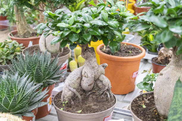 花店架子上的盆花图片下载