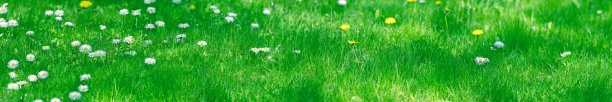 春天嫩绿的草坪上开着雏菊。阳光草背景与许多白花图片下载