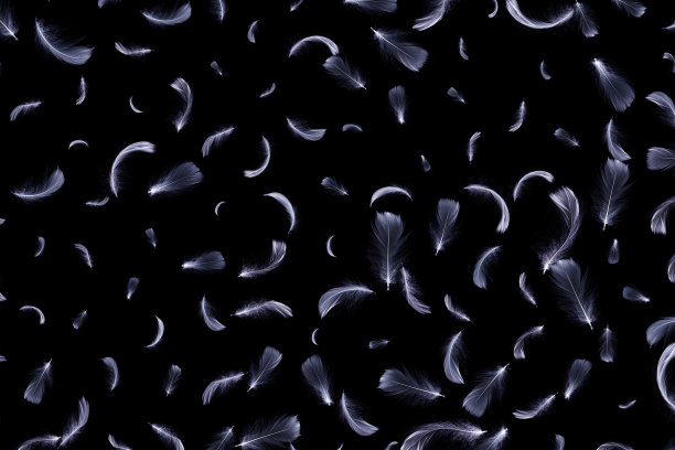 羽毛抽象。自然鸟类羽毛纹理特写落在黑色背景上。艺术形象优雅，表现自然的脆弱。图片下载