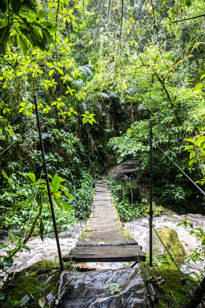 在丛林中横跨一条白水河的桥图片下载