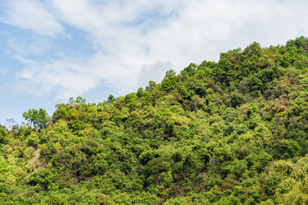 尼泊尔的群山，覆盖着丛林。在明亮的夏日热带雨林景观。参考图像的CG绘图，哑光绘画。股票的照片。图片下载