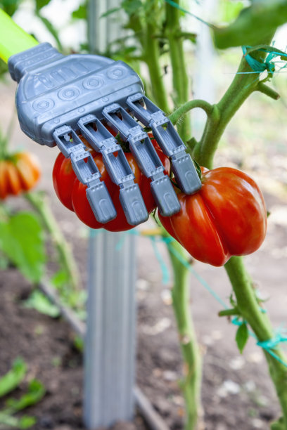 智能机器人农民在温室收获番茄，未来农业概念图片下载