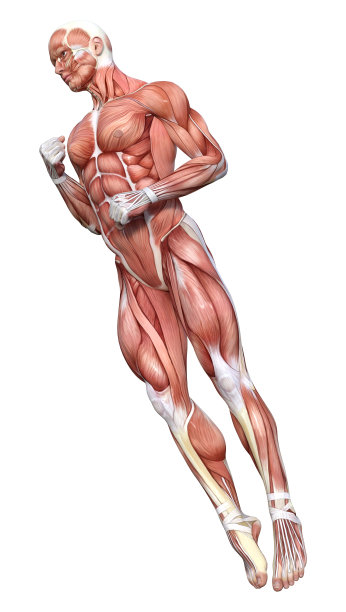 3D插图男性图形与肌肉地图上的白色图片下载