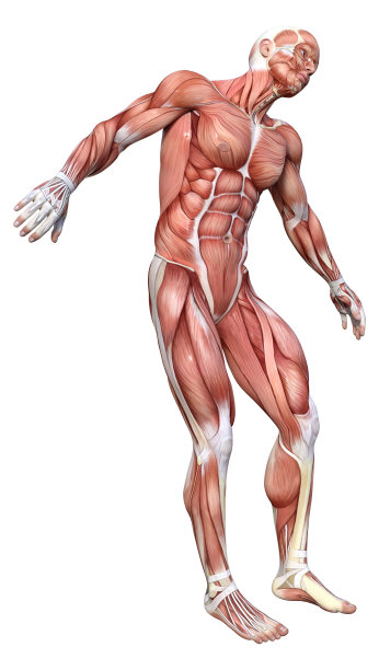 3D插图男性图形与肌肉地图上的白色图片下载