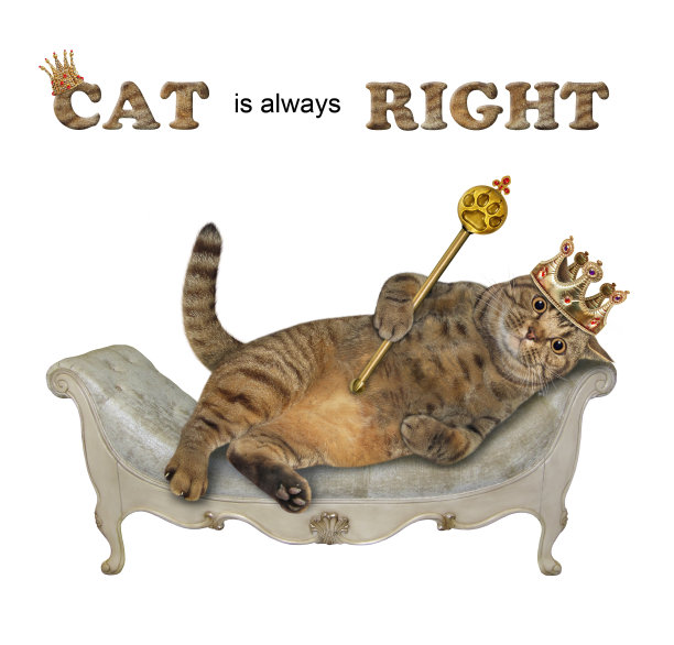 猫在灰色的沙发和权杖图片下载