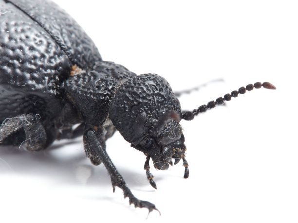 白色背景下蝎子的特写镜头图片下载