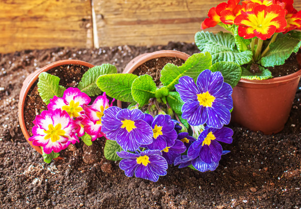 在家里的花园里种花。有选择性的重点图片下载