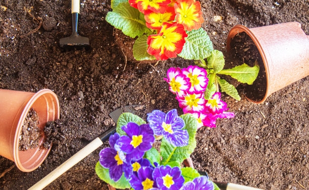 在花园里种花。有选择性的重点图片下载