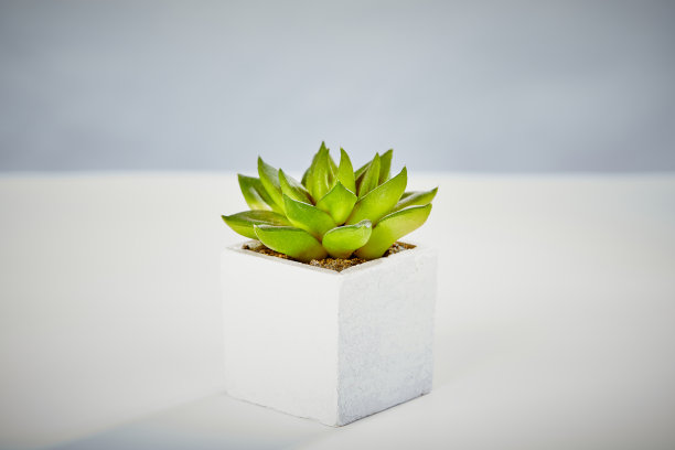 小的绿色肉质在方形的白色容器中，表面干净图片下载