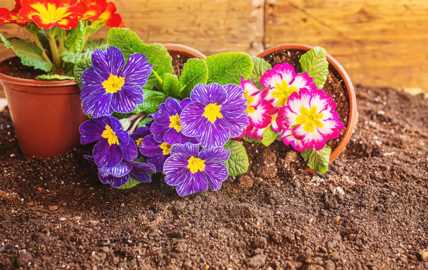 在花园里种花。有选择性的重点图片下载