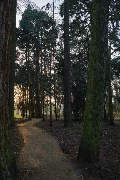 美丽的日落在森林。图片下载