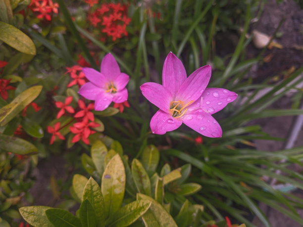 大自然的照片，新鲜的紫百合在早晨图片下载