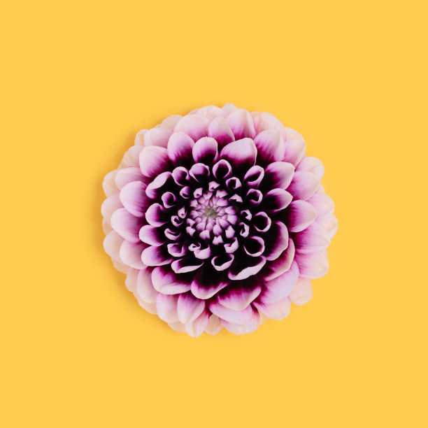 在黄色背景上的大丽花头。图片下载