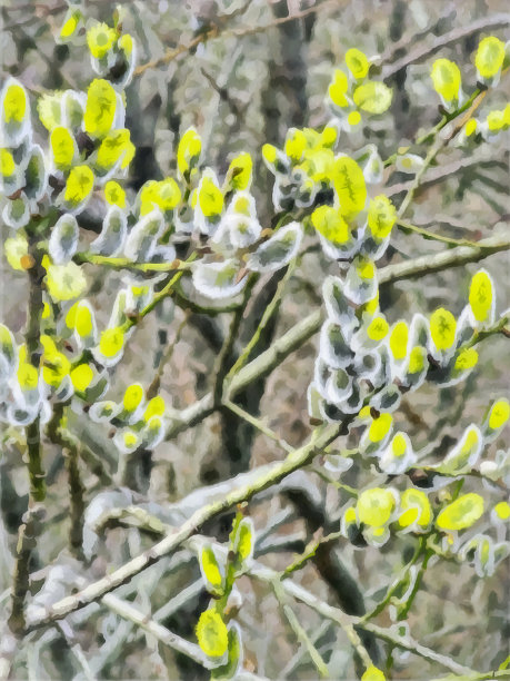 水彩森林景观。早春的柳树花枝。数字绘画-插图。水彩绘画。自然景观。图片下载