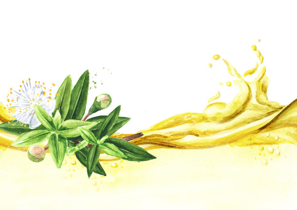 药用植物桃金娘的枝条和精油波瓶，水彩手绘插图孤立在白色背景图片下载