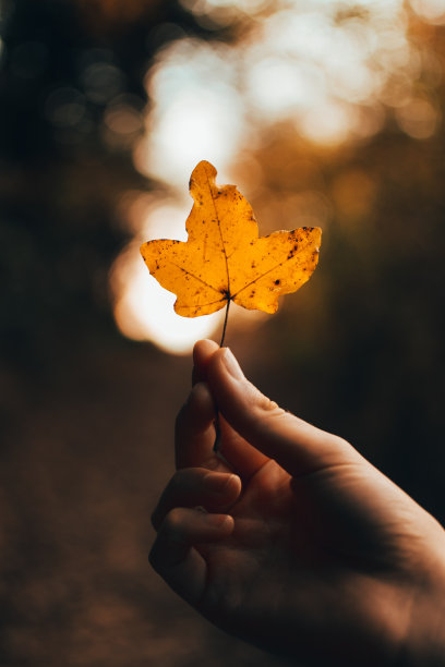 在秋天看到一片橙色的叶子图片下载