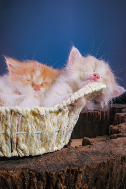 小猫们准备一起睡在篮子里图片下载