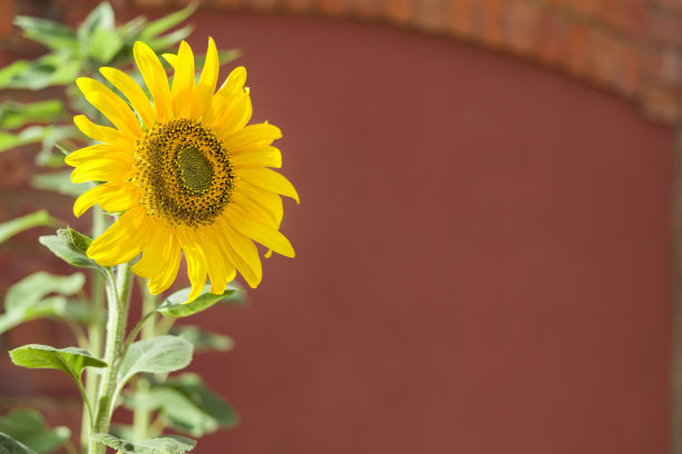 向日葵，黄花背景，英国图片下载
