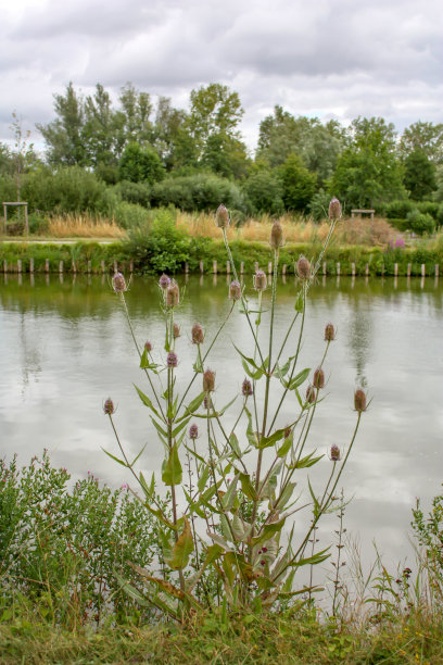 池塘在阴图片下载