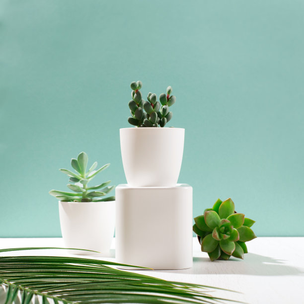 在白色花盆中收集各种仙人掌和肉质植物。北欧室内图片下载
