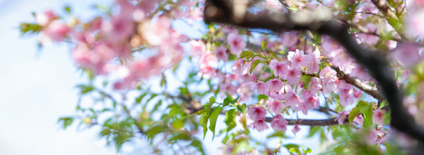 一棵盛开在蓝色天空背景上的川崎樱花的全景图片。日本的春景。子房lannesiana卡里埃。图片下载
