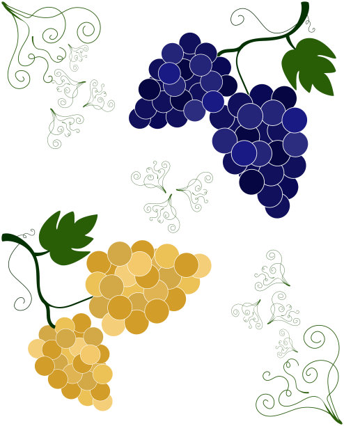 有深色和浅色多汁总状花序的藤本植物图片下载