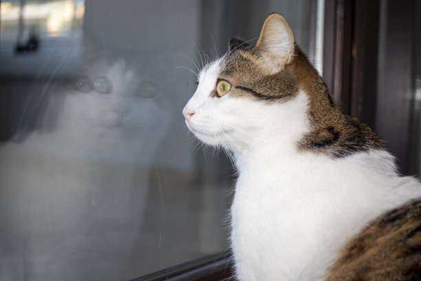 猫盯着自己在窗玻璃上的倒影。虎斑猫在家。图片下载