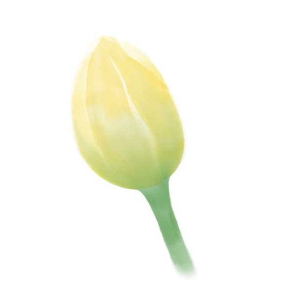 白色背景上的一个封闭的黄色郁金香花蕾的插图图片下载