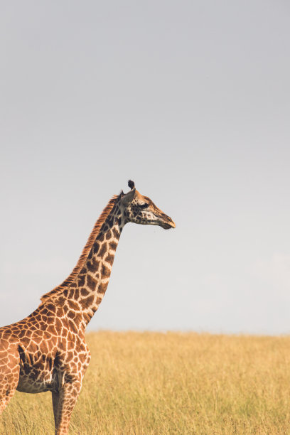 一半长颈鹿，一半草原图片下载