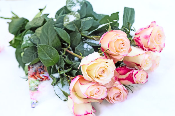 一束淡绿色背景的玫瑰。图片下载