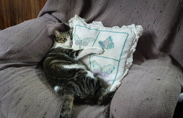 可爱的猫图片下载